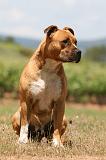 AMSTAFF ADULT 515